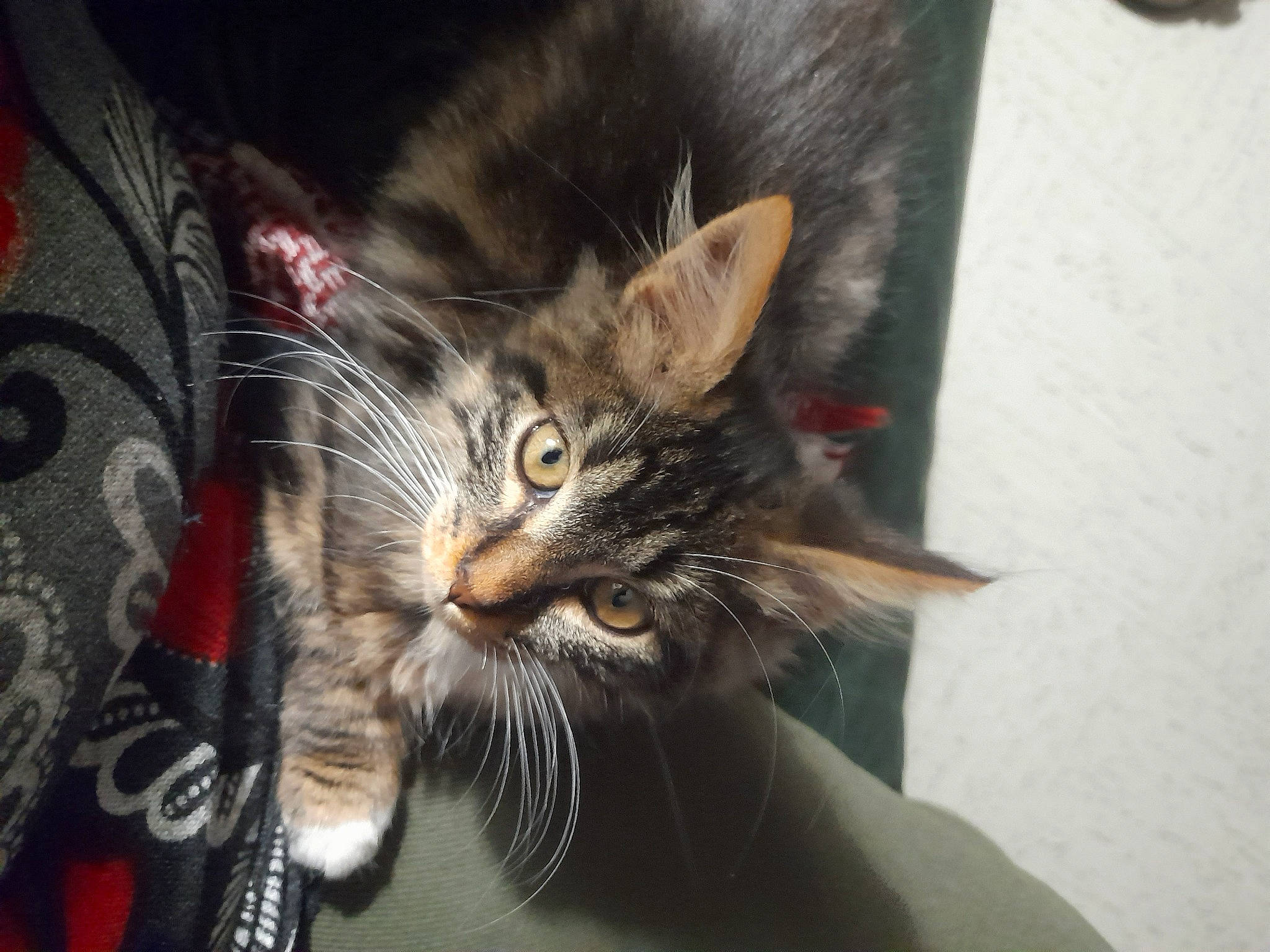 Tibalt participe au concours pour gagner de l'argent avec cette photo : carnivore, cat, claw, comfort, domestic_short_haired_cat, door, ear, eye, felidae, fur, gesture, paw, plant, sitting, small_to_medium_sized_cats, snout, tree, whiskers