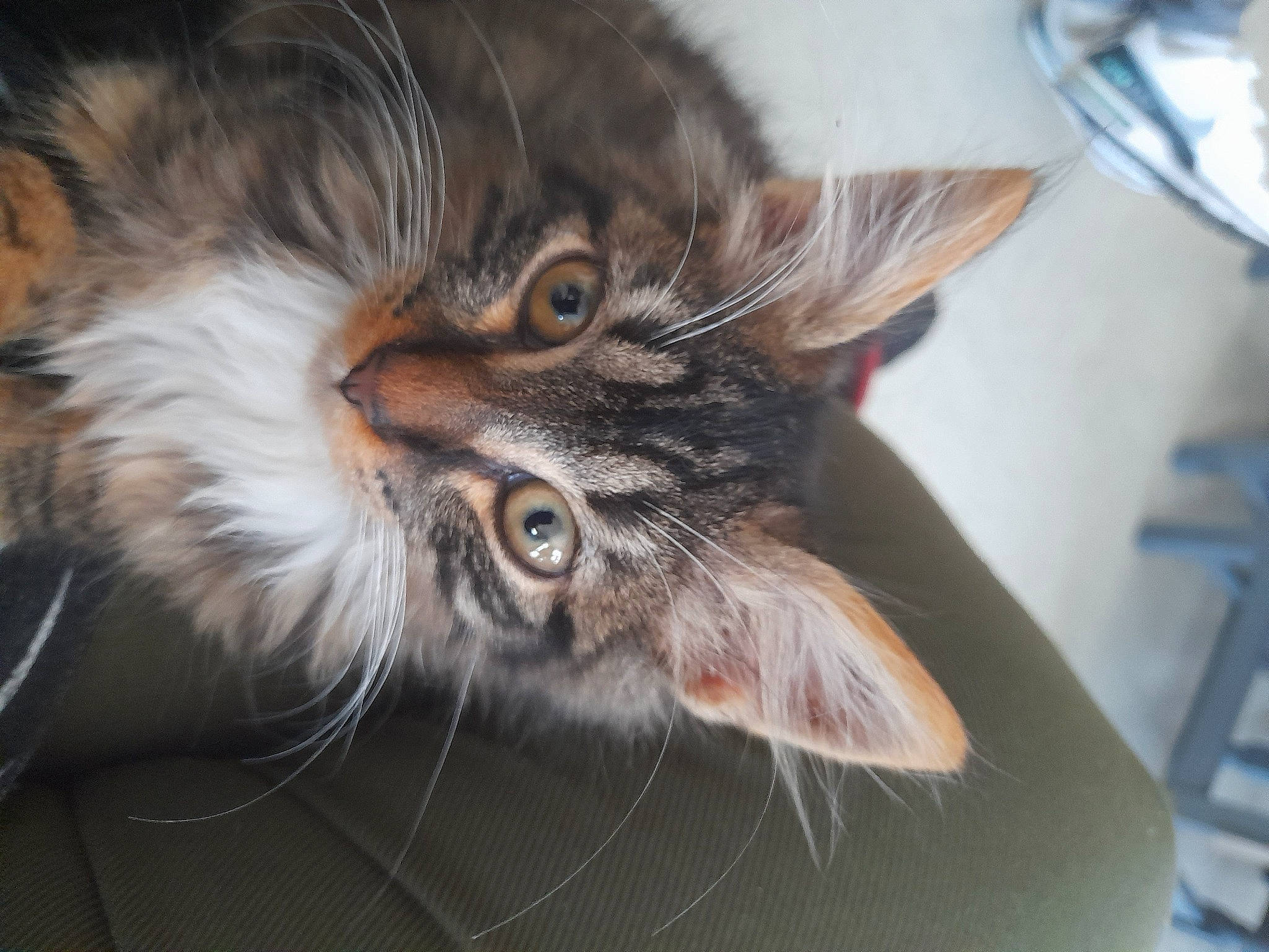 Tibalt a rejoint le concours — aidez-le/la à gagner de superbes lots ! carnivore, cat, claw, domestic_short_haired_cat, fang, felidae, fur, maine_coon, norwegian_forest_cat, paw, small_to_medium_sized_cats, snout, terrestrial_animal, whiskers, yawn