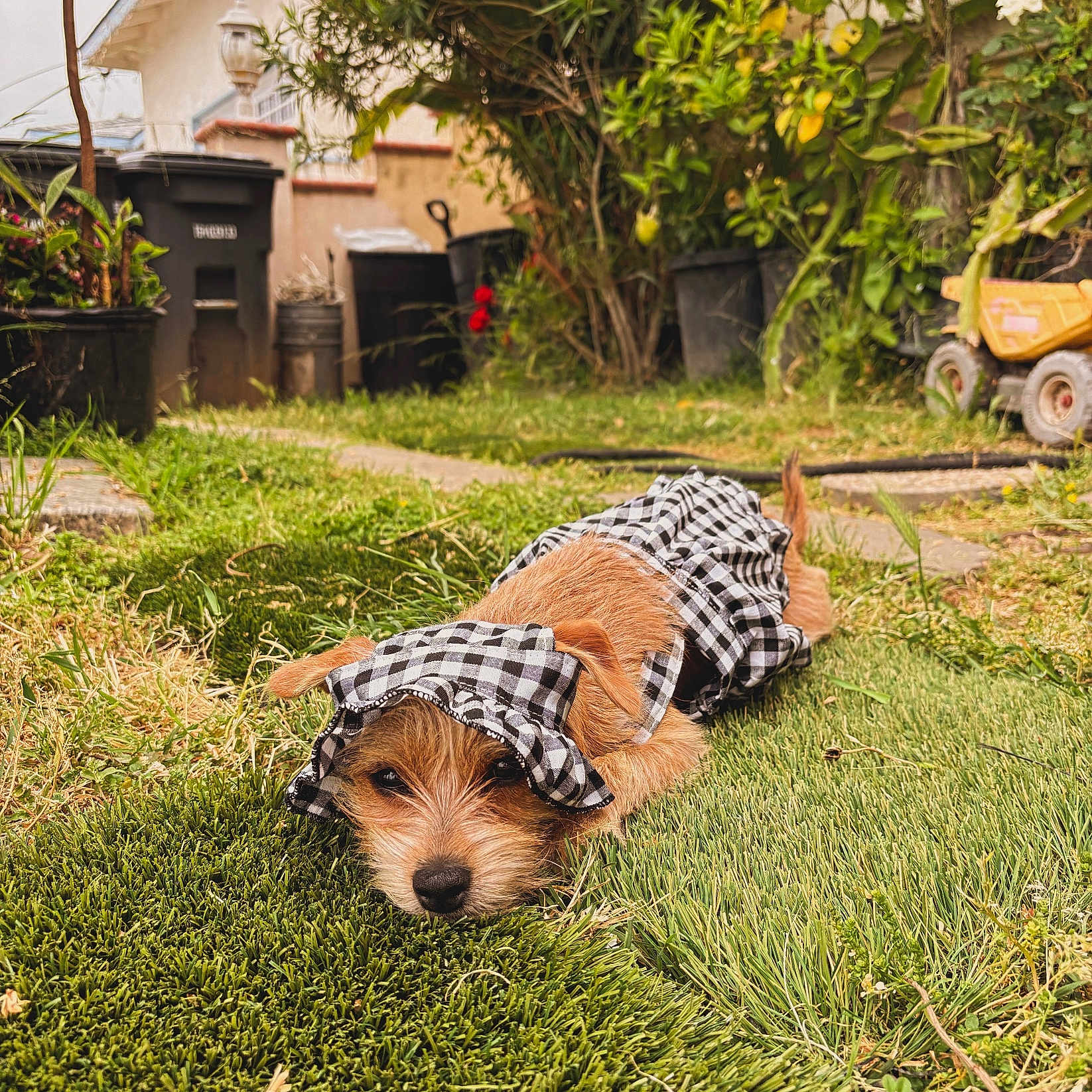 Bailey joined the competition — help win amazing prizes! animal, architecture, backyard, building, canine, dog, grass, lawn, machine, nature, outdoors, pet, plant, pottedplant, puppy, shelter, tree, vegetation, wheel, yard