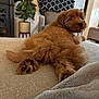 puppy, dog, brown_fur, couch, blanket, plant, indoor, furniture, pet, cozy, relaxing, curious, looking_back, paw, fur, home, living_room, carpet, blanket_texture, cute