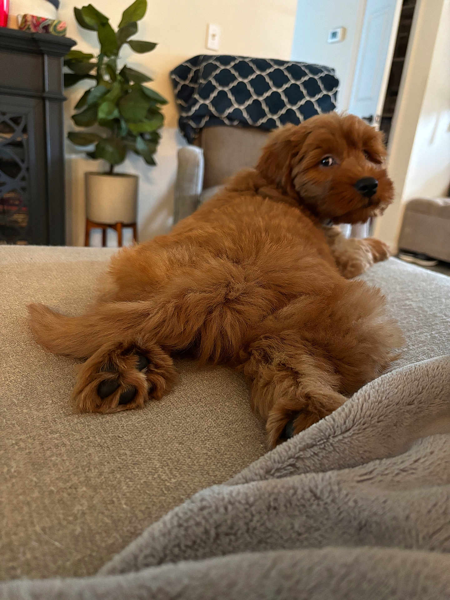 Gus