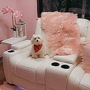 King joined the competition — help win amazing prizes! bichon, canidae, carnivore, companion_dog, dog, dog_breed, dog_supply, inflatable, labradoodle, non_sporting_group, peach, pet_supply, pink, poodle, poodle_crossbreed, sporting_group, stuffed_toy, toy, toy_dog, working_dog