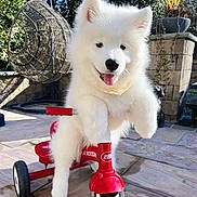 Bianca is registered to the contest to win money with this photo: puppy, dog, white_fur, tricycle, outdoor, playful, pet, animal, cute, sunlight, smiling, tongue_out, toy, patio, garden, happy, small_vehicle, fluffy, young, fun