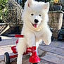 puppy, dog, white_fur, tricycle, outdoor, playful, pet, animal, cute, sunlight, smiling, tongue_out, toy, patio, garden, happy, small_vehicle, fluffy, young, fun