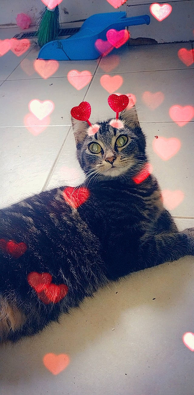 Fluffer Nut joined the competition — help win amazing prizes! art, black_cat, carnivore, cat, domestic_short_haired_cat, felidae, fur, holiday, illustration, pattern, paw, sitting, small_to_medium_sized_cats, snout, tail, tints_and_shades, tree, visual_arts, whiskers