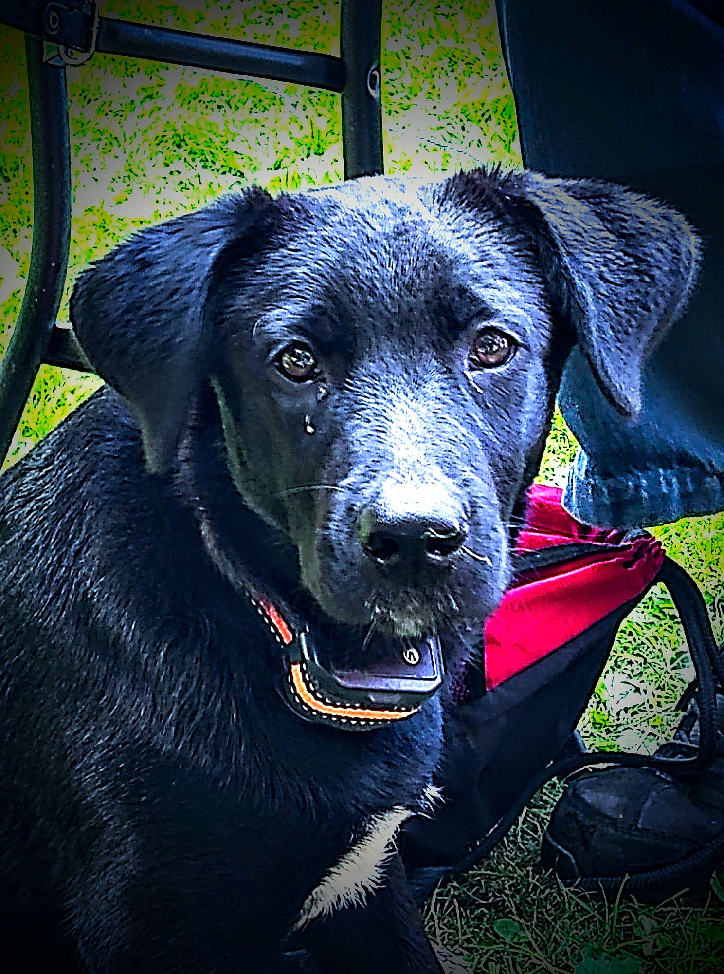 Kya joined the competition — help win amazing prizes! borador, canidae, carnivore, collar, companion_dog, dog, dog_breed, dog_collar, electric_blue, eye, grass, gun_dog, personal_protective_equipment, plant, pointing_breed, retriever, snout, sporting_group, whiskers, working_animal