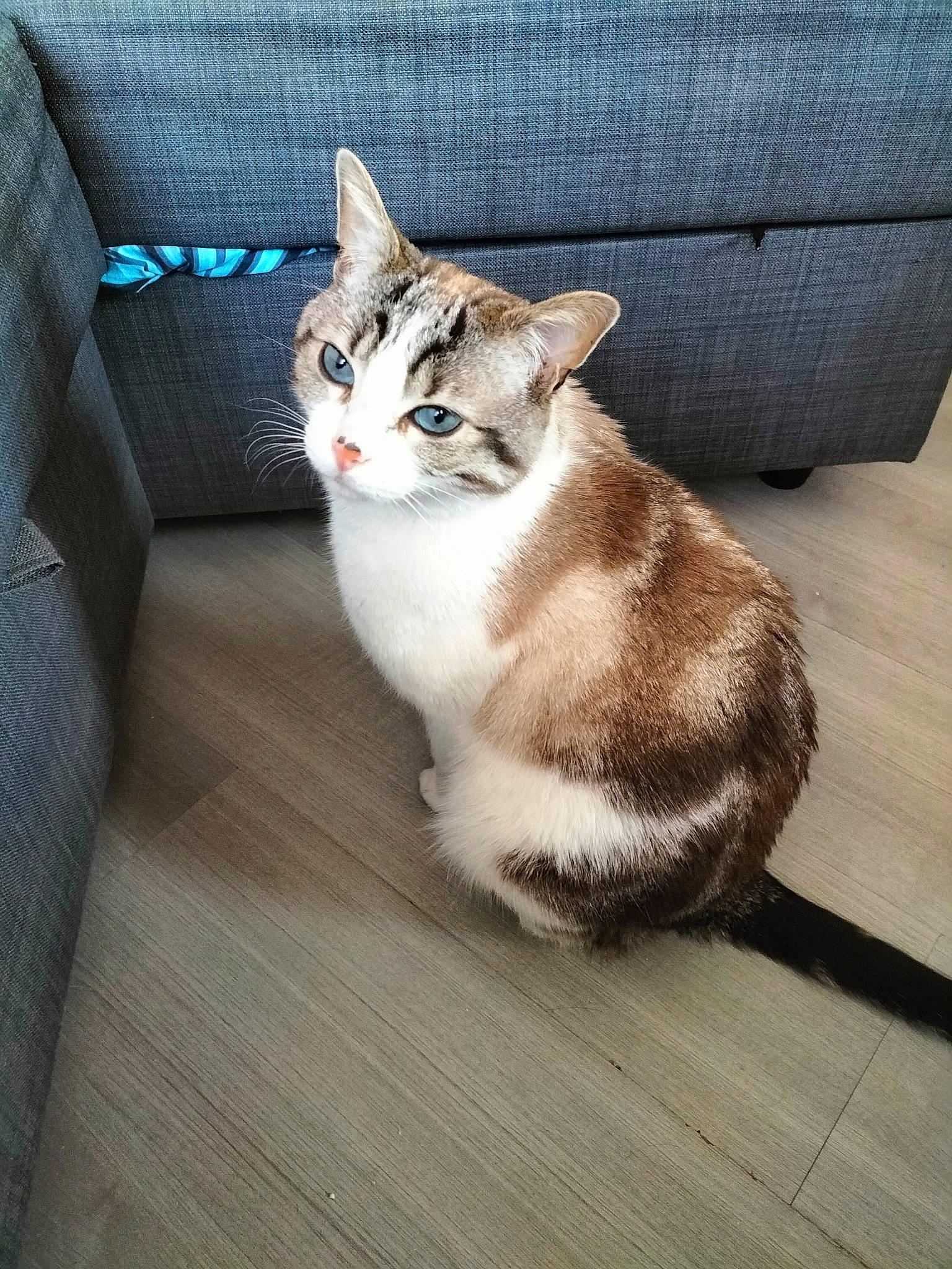 Mojito a rejoint le concours — aidez-le/la à gagner de superbes lots ! carnivore, cat, comfort, couch, domestic_short_haired_cat, eye, fawn, felidae, flooring, fur, grey, hardwood, paw, small_to_medium_sized_cats, snout, tail, terrestrial_animal, whiskers, window, wood