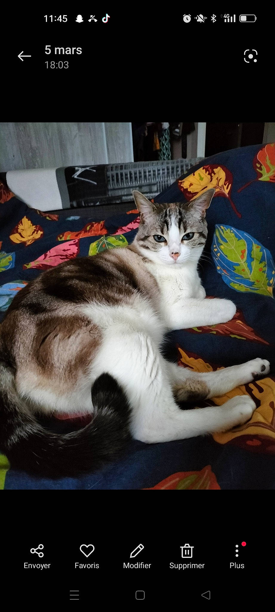 Mojito participe au concours pour gagner de l'argent avec cette photo : carnivore, cat, comfort, domestic_short_haired_cat, felidae, fur, paw, small_to_medium_sized_cats, tail, whiskers