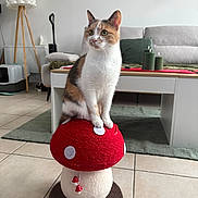 Zadig participe au concours pour gagner de l'argent avec cette photo : calico, candles, cat, cushion, decor, floor, furniture, green, indoor, lamp, living_room, mushroom, pet, plant, red, scratcher, sofa, table, tile, white