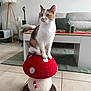 calico, candles, cat, cushion, decor, floor, furniture, green, indoor, lamp, living_room, mushroom, pet, plant, red, scratcher, sofa, table, tile, white