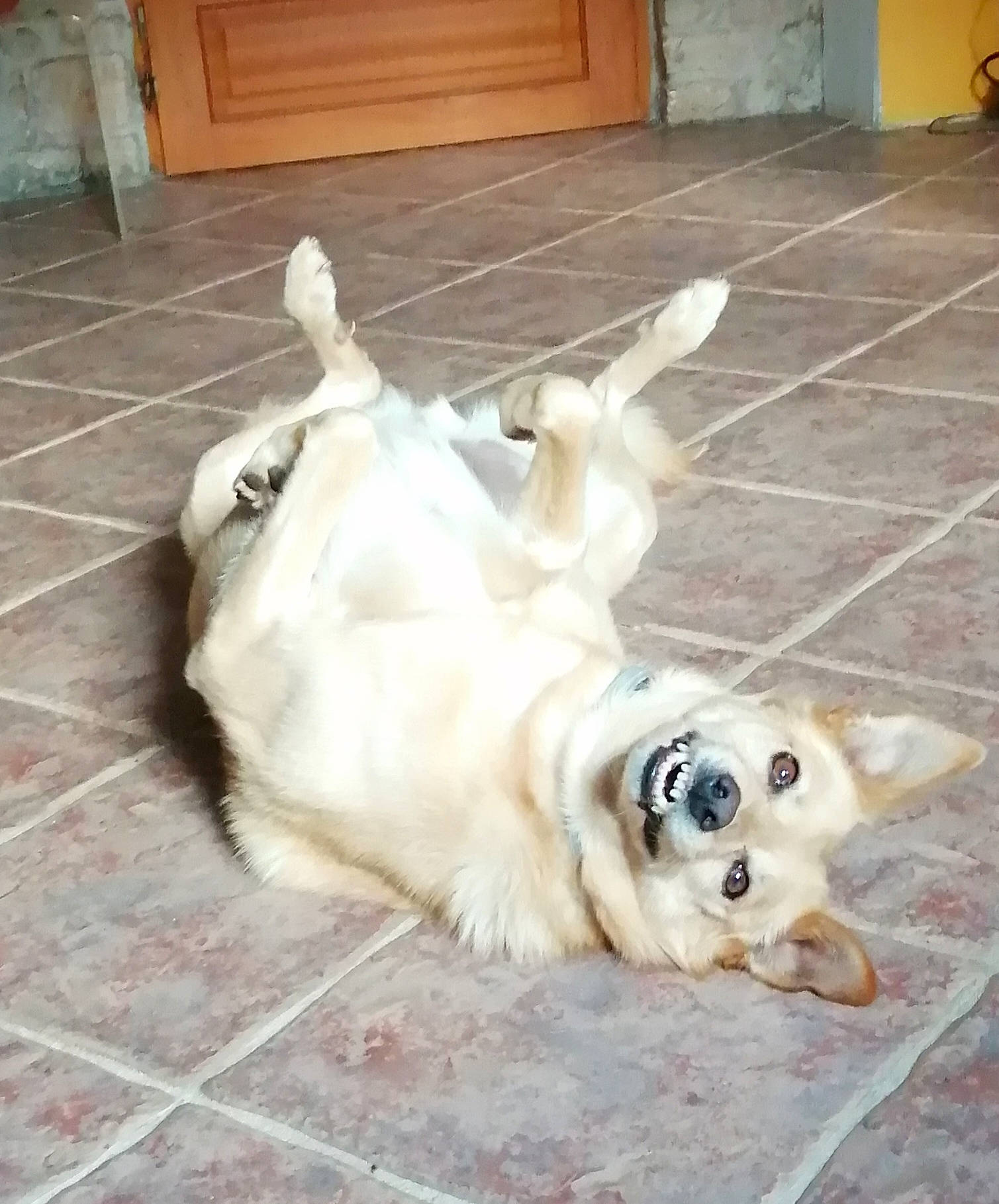 Poopi participe au concours pour gagner de l'argent avec cette photo : canidae, carnivore, collar, companion_dog, dog, dog_breed, dog_collar, dog_supply, fawn, floor, flooring, fur, hardwood, paw, snout, sporting_group, tail, tile_flooring, wood, working_animal