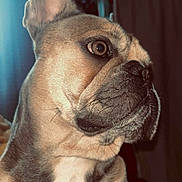 Alto participe au concours pour gagner de l'argent avec cette photo : animal, brown, close_up, cozy, dog, ears, eyes, french_bulldog, funny, fur, home, indoors, muzzle, nose, pet, portrait, short_hair, sitting, white, wrinkles