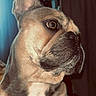 animal, brown, close_up, cozy, dog, ears, eyes, french_bulldog, funny, fur, home, indoors, muzzle, nose, pet, portrait, short_hair, sitting, white, wrinkles