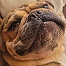 animal, beige, bulldog, canine, close_up, companion, cute, dog, eyes, face, fur, indoors, lying_down, mammal, nose, pet, portrait, relaxed, soft_surface, wrinkles