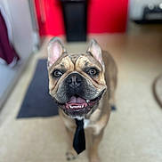 Alto participe au concours pour gagner de l'argent avec cette photo : dog, french_bulldog, tie, indoor, floor, smiling, pet, animal, happy, closeup, portrait, domestic_animal, canine, ears, tongue, teeth, background_blur, red_wall, black_bin, floor_mat