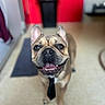 dog, french_bulldog, tie, indoor, floor, smiling, pet, animal, happy, closeup, portrait, domestic_animal, canine, ears, tongue, teeth, background_blur, red_wall, black_bin, floor_mat