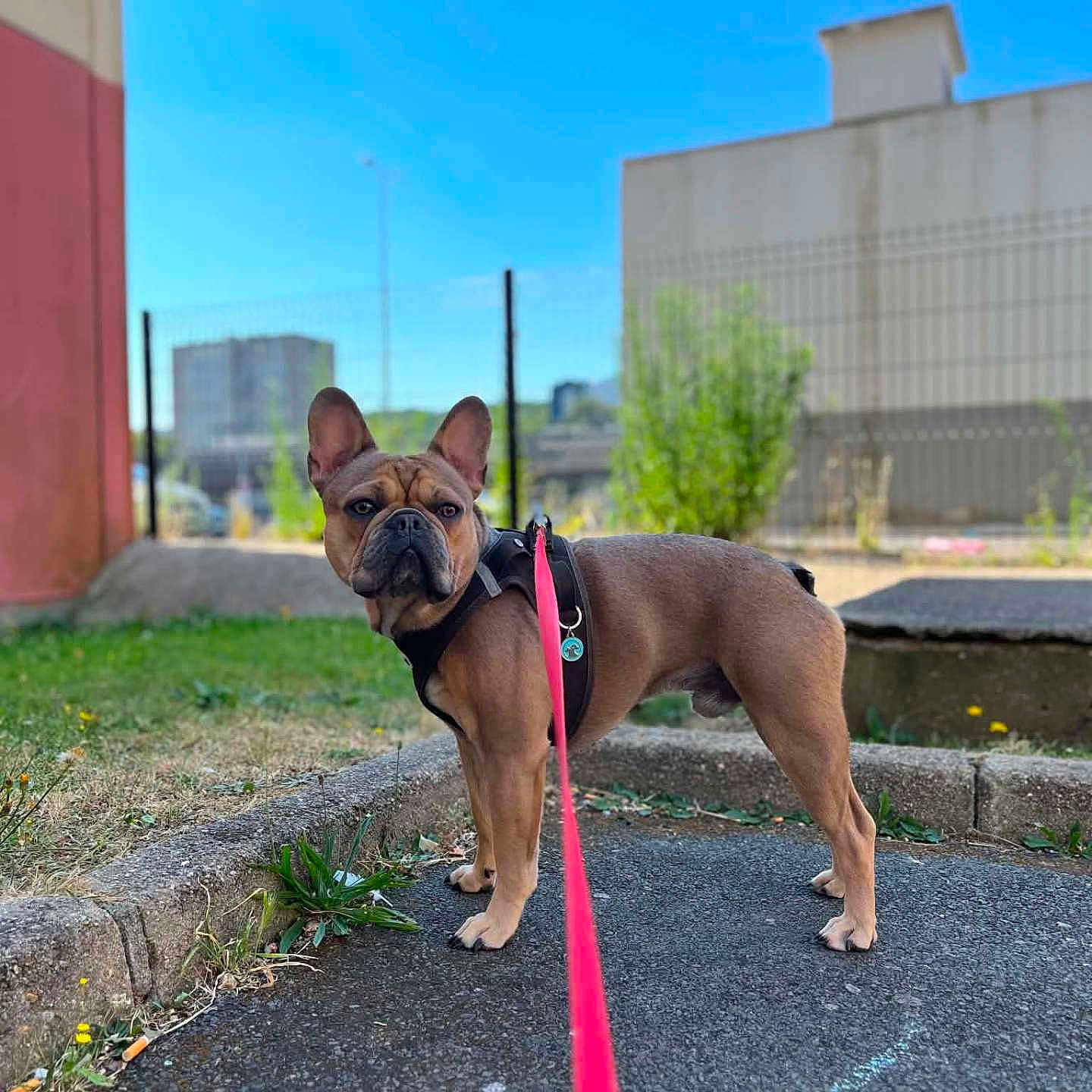 Alto a rejoint le concours — aidez-le/la à gagner de superbes lots ! dog, french_bulldog, leash, outdoor, urban, sidewalk, grass, sky, fence, buildings, pet, canine, standing, alert, daytime, curious, brown_dog, short_hair, walk, nature