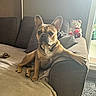 dog, french_bulldog, couch, living_room, plush_toy, teddy_bear, paw, relaxed, pet, indoor, furniture, blanket, pillow, window, daylight, home, animal, companion, cute, cozy
