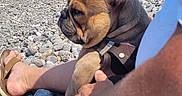 Alto a rejoint le concours — aidez-le/la à gagner de superbes lots ! animal, beach, dog, french_bulldog, horizon, leash, outdoor, pebble_beach, person, pet, relaxing, sea, shore, shorts, sky, summer, sunny, vacation, water, white_shirt