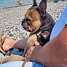 animal, beach, dog, french_bulldog, horizon, leash, outdoor, pebble_beach, person, pet, relaxing, sea, shore, shorts, sky, summer, sunny, vacation, water, white_shirt