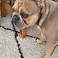 amorice2