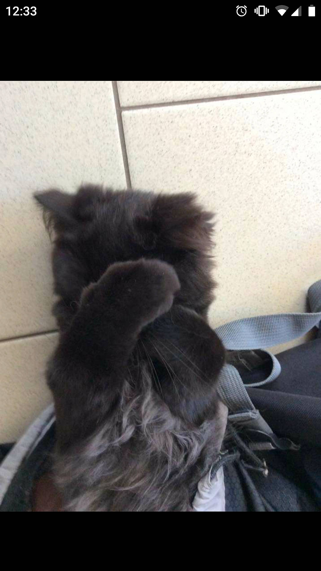 Blue a rejoint le concours — aidez-le/la à gagner de superbes lots ! black_cat, canidae, carnivore, cat, dog, dog_breed, ear, felidae, fur, kitten, liver, long_hair, persian, puppy, small_to_medium_sized_cats, sporting_group, tail