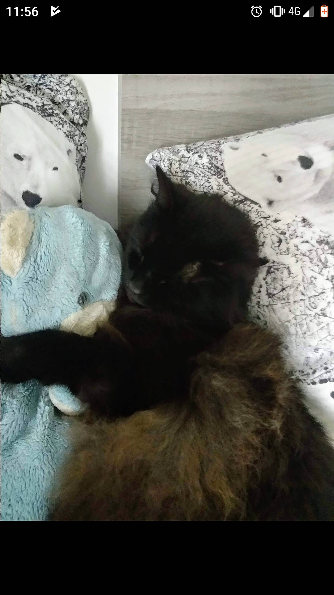 Blue a rejoint le concours — aidez-le/la à gagner de superbes lots ! black_cat, carnivore, cat, felidae, fur, kitten, nose, small_to_medium_sized_cats, whiskers