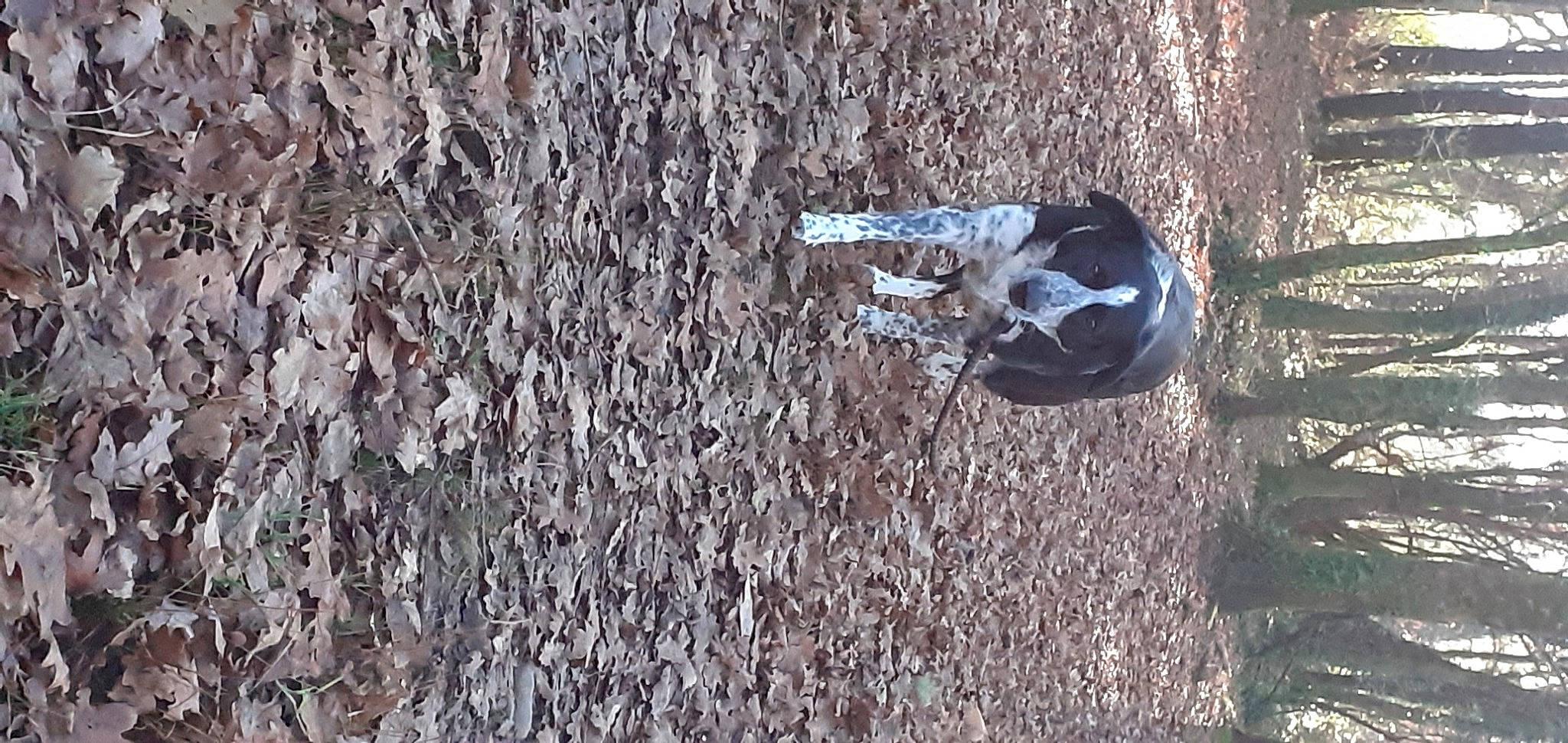 Jipsy a rejoint le concours — aidez-le/la à gagner de superbes lots ! bird, perching_bird, tree