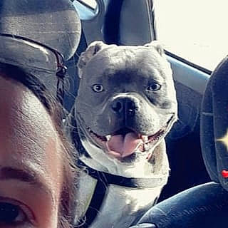 Pépito participe au concours pour gagner de l'argent avec cette photo : american_bulldog, american_pit_bull_terrier, boston_terrier, bulldog, canidae, carnivore, companion_dog, dog, dog_breed, fawn, french_bulldog, mammal, molosser, non_sporting_group, photography, pit_bull, puppy_love, rare_breed_dog, selfie, snout