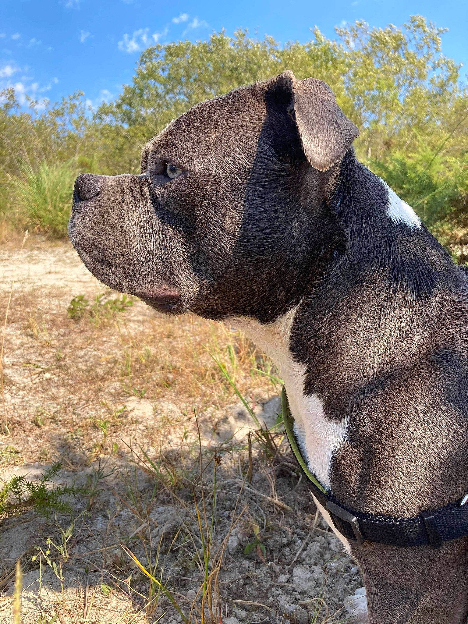 Pépito participe au concours pour gagner de l'argent avec cette photo : adventure, american_pit_bull_terrier, american_staffordshire_terrier, australian_bulldog, canidae, carnivore, dog, dog_breed, dog_collar, fawn, grass, mammal, molosser, non_sporting_group, olde_english_bulldogge, rare_breed_dog, snout, sporting_group, staffordshire_bull_terrier, vertebrate