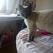 Pacha participe au concours pour gagner de l'argent avec cette photo : balinese, british_shorthair, burmese, carnivore, cat, chartreux, colorpoint_shorthair, domestic_short_haired_cat, felidae, kitten, korat, mammal, russian_blue, siamese, small_to_medium_sized_cats, tail, thai, tonkinese, vertebrate, whiskers