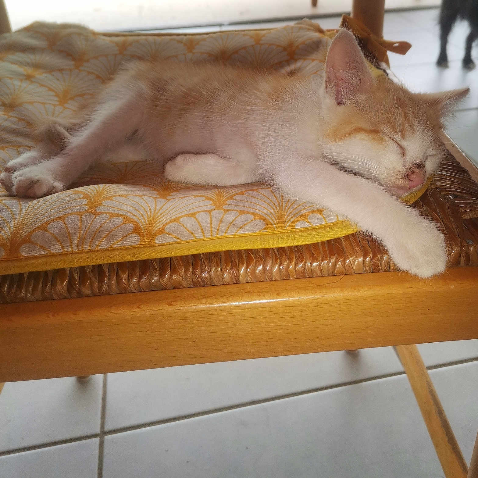 Roocky a rejoint le concours — aidez-le/la à gagner de superbes lots ! abyssinian, animal, barstool, bed, canine, cat, chair, couch, cushion, dog, furniture, hardwood, homedecor, indoors, kitten, manx, pet, plywood, table, wood