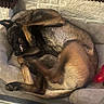 dog, canine, pet, bed, indoor, resting, curled_up, brown_fur, black_fur, teeth, cozy, animal, mischievous, relaxed, paw, fur, snout, ears, floor, stone_wall
