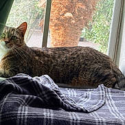 Minerva is registered to the contest to win money with this photo: animal, blanket, cat, cozy, curtain, daylight, feline, fur, greenery, home, indoor, looking, pet, plaid, relaxed, resting, tabby_cat, whiskers, window, window_sill