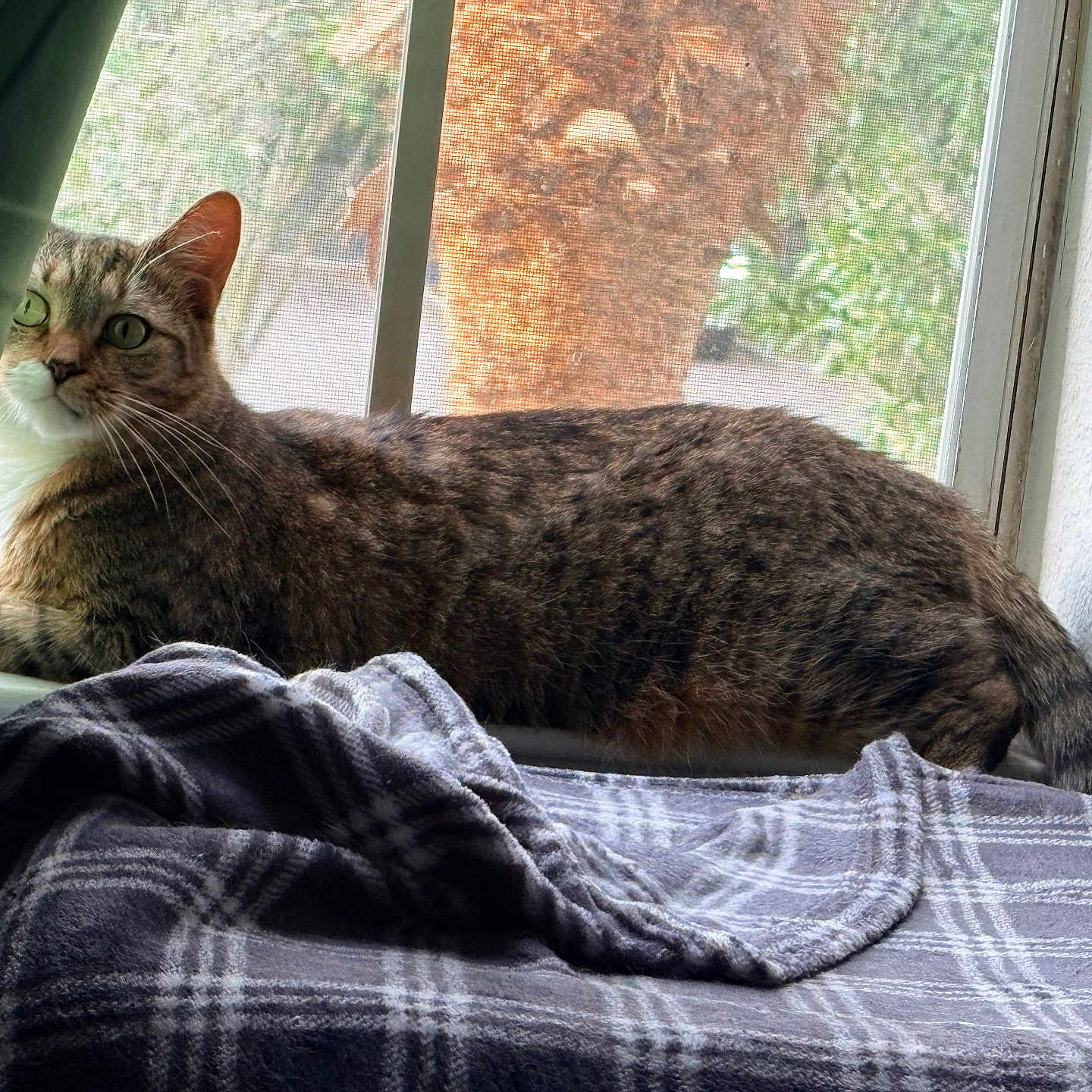 Minerva