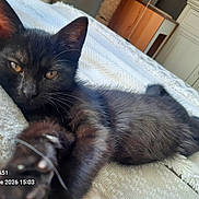 Romi a rejoint le concours — aidez-le/la à gagner de superbes lots ! animal, bed, bedroom, black_cat, blanket, camera_stamp, cat, close_up, cozy, ears, eyes, feline, fur, indoor, kitten, lying_down, paws, pet, portrait, whiskers
