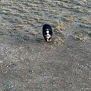 Sage joined the competition — help win amazing prizes! puppy, dog, grass, dirt, outdoor, young_animal, walking, brown, black, white, curious, nature, field, small_rocks, sunlight, animal, pet, fur, ground, daytime