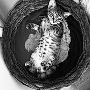 Hadès participe au concours pour gagner de l'argent avec cette photo : cat, kitten, pet_bed, relaxed, black_and_white, fur, whiskers, paws, indoor, cozy, cute, animal, looking, lying_down, striped, soft, resting, young_cat, close_up, domestic_cat