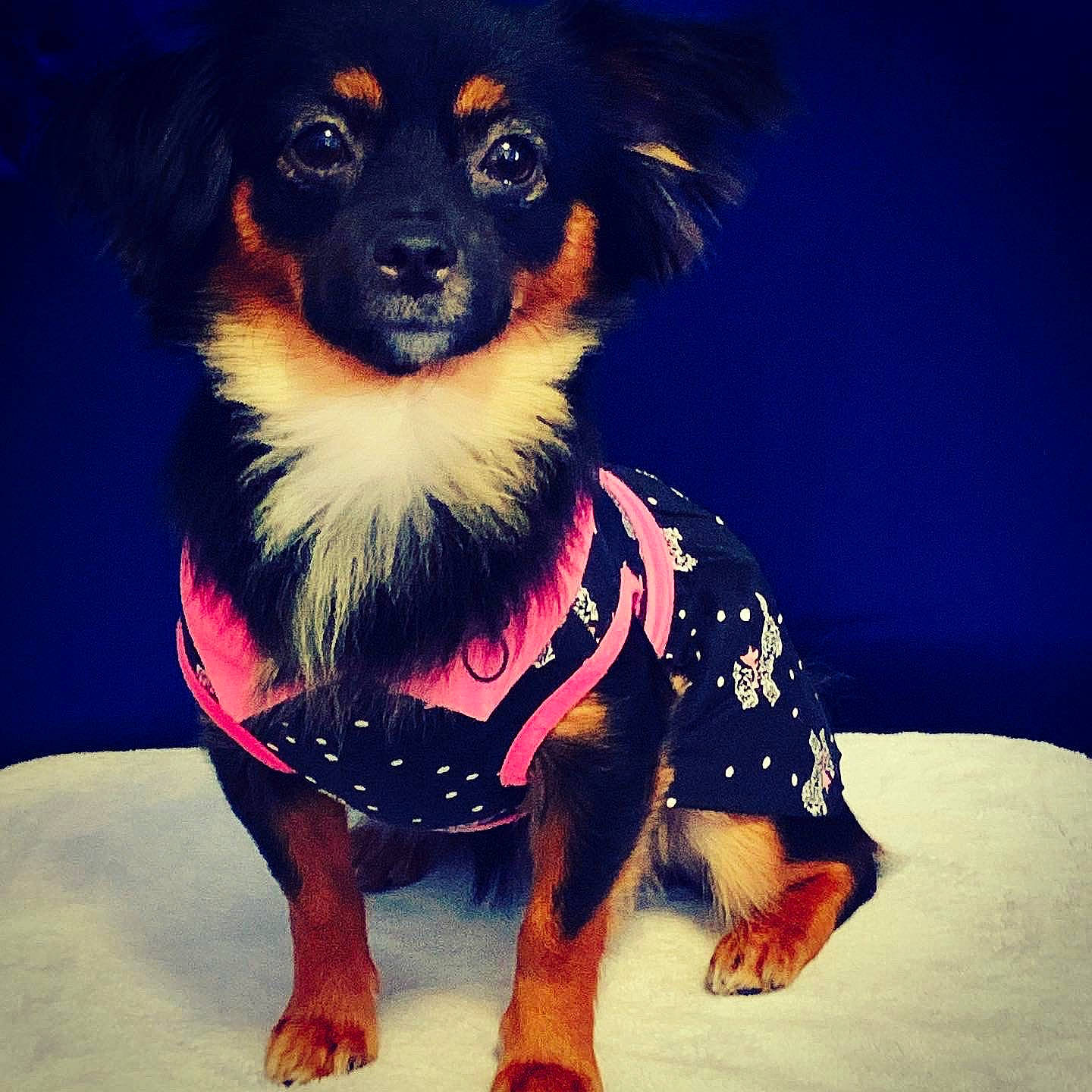 Nala joined the competition — help win amazing prizes! blue, bow_tie, canidae, carnivore, companion_dog, dog, dog_breed, dog_clothes, dog_supply, fawn, fur, guard_dog, happy, sleeve, snout, sporting_group, t_shirt, toy_dog, whiskers, working_animal