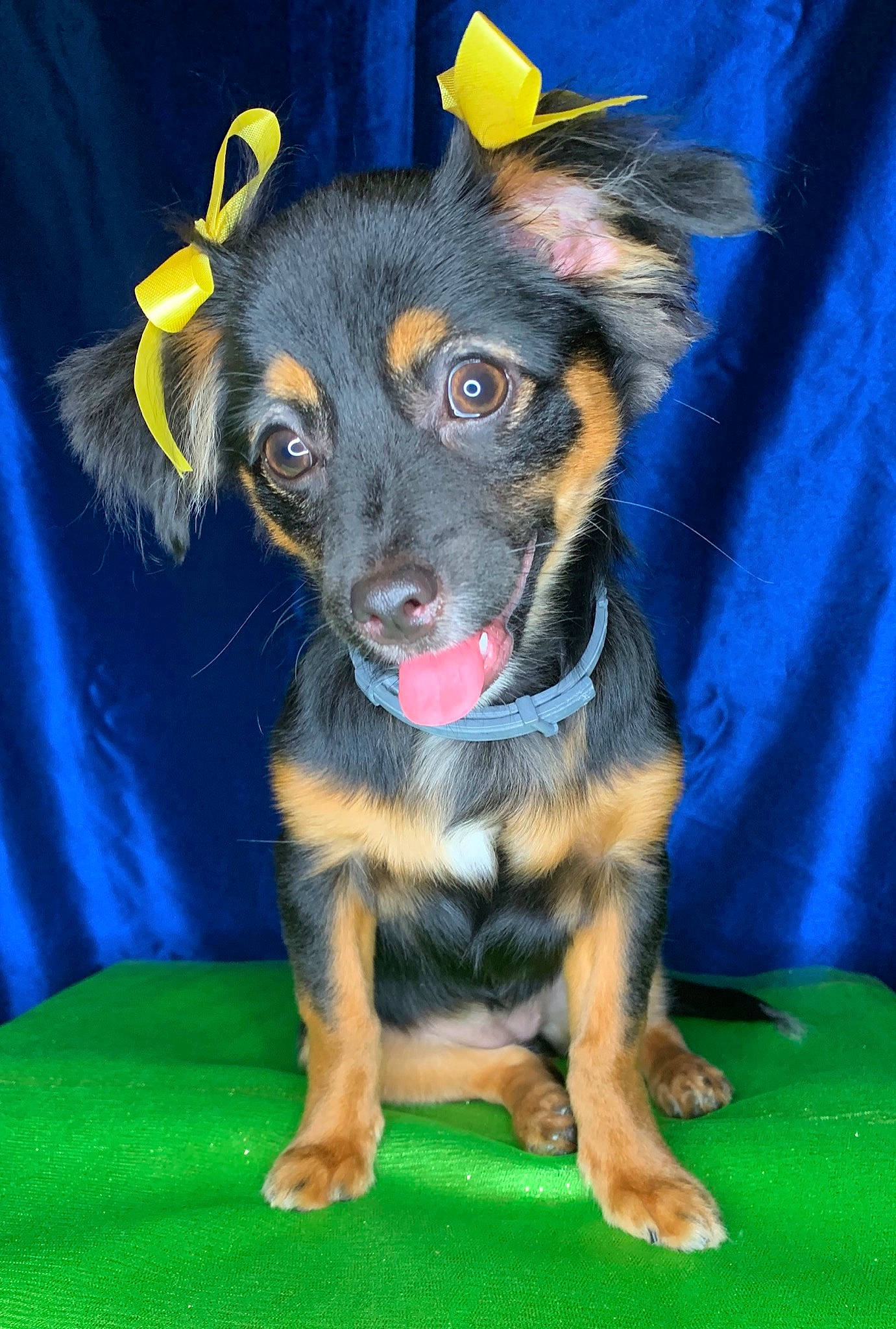 Nala joined the competition — help win amazing prizes! canidae, carnivore, companion_dog, dog, dog_breed, mammal, puppy, rare_breed_dog, russkiy_toy