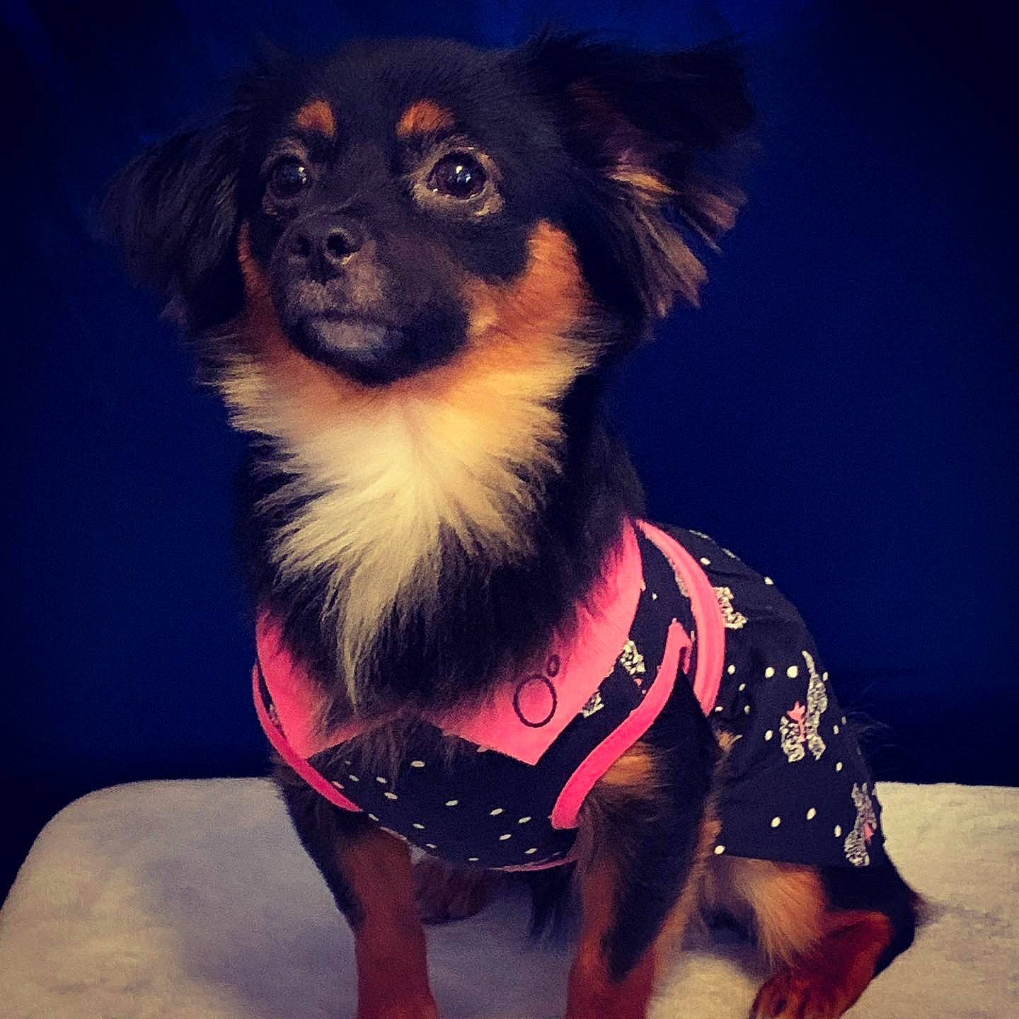 Nala joined the competition — help win amazing prizes! art, canidae, carnivore, companion_dog, dog, dog_breed, dog_clothes, dog_supply, electric_blue, fawn, fur, happy, puppy, snout, sporting_group, thigh, top, toy_dog, whiskers, working_dog