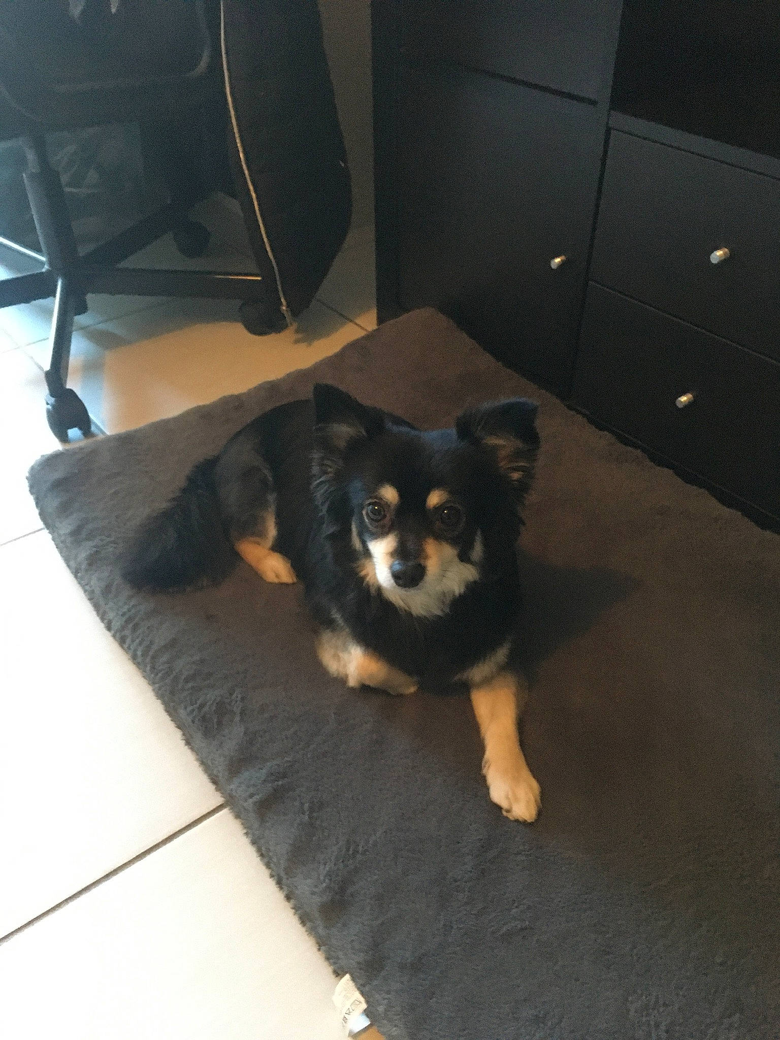 Malo participe au concours pour gagner de l'argent avec cette photo : cabinetry, canidae, carnivore, chair, comfort, companion_dog, dog, dog_breed, floor, flooring, fur, hardwood, herding_dog, living_room, room, sporting_group, tail, toy_dog, working_animal, working_dog