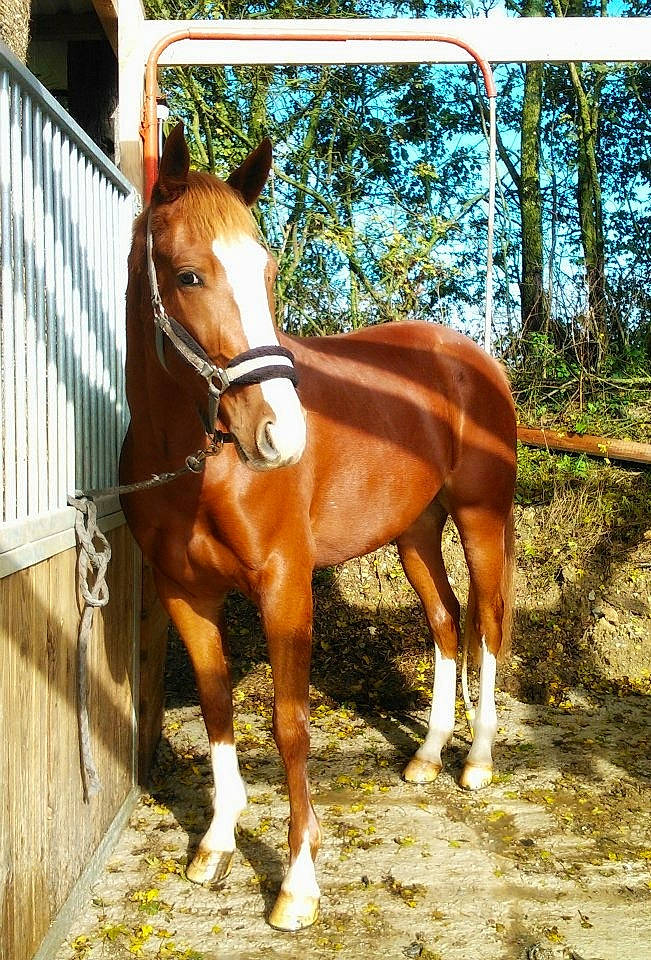 Vizir participe au concours pour gagner de l'argent avec cette photo : colt, foal, horse, landscape, liver, livestock, mammal, mane, mare, mustang_horse, pony, ranch, snout, sorrel, stallion, vertebrate