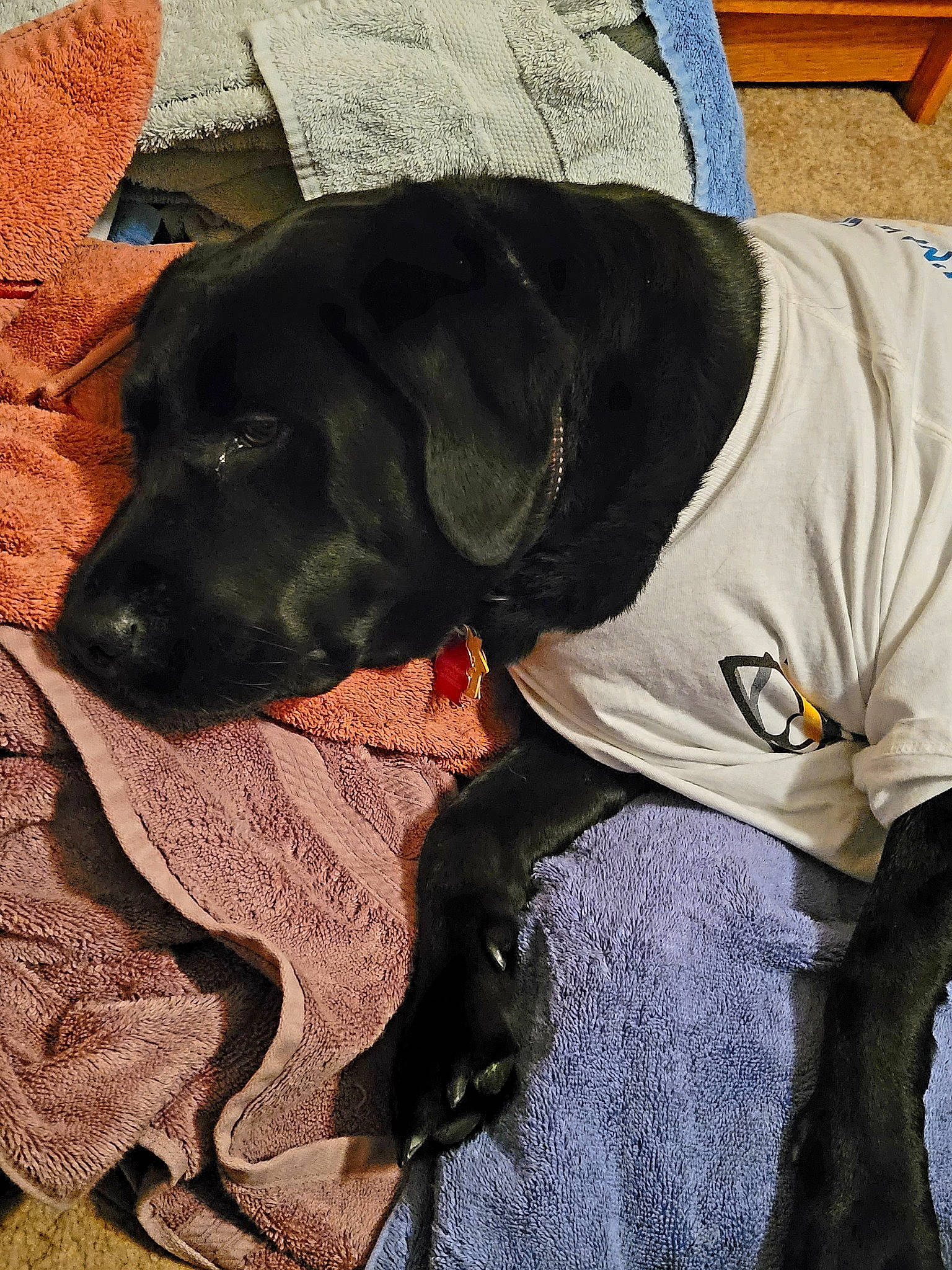 Grumman Rosie is registered to the contest to win money with this photo: borador, canidae, carnivore, collar, comfort, companion_dog, dog, dog_breed, dog_collar, dog_supply, fur, guard_dog, gun_dog, labrador_retriever, liver, personal_protective_equipment, pet_supply, puppy, retriever, working_animal