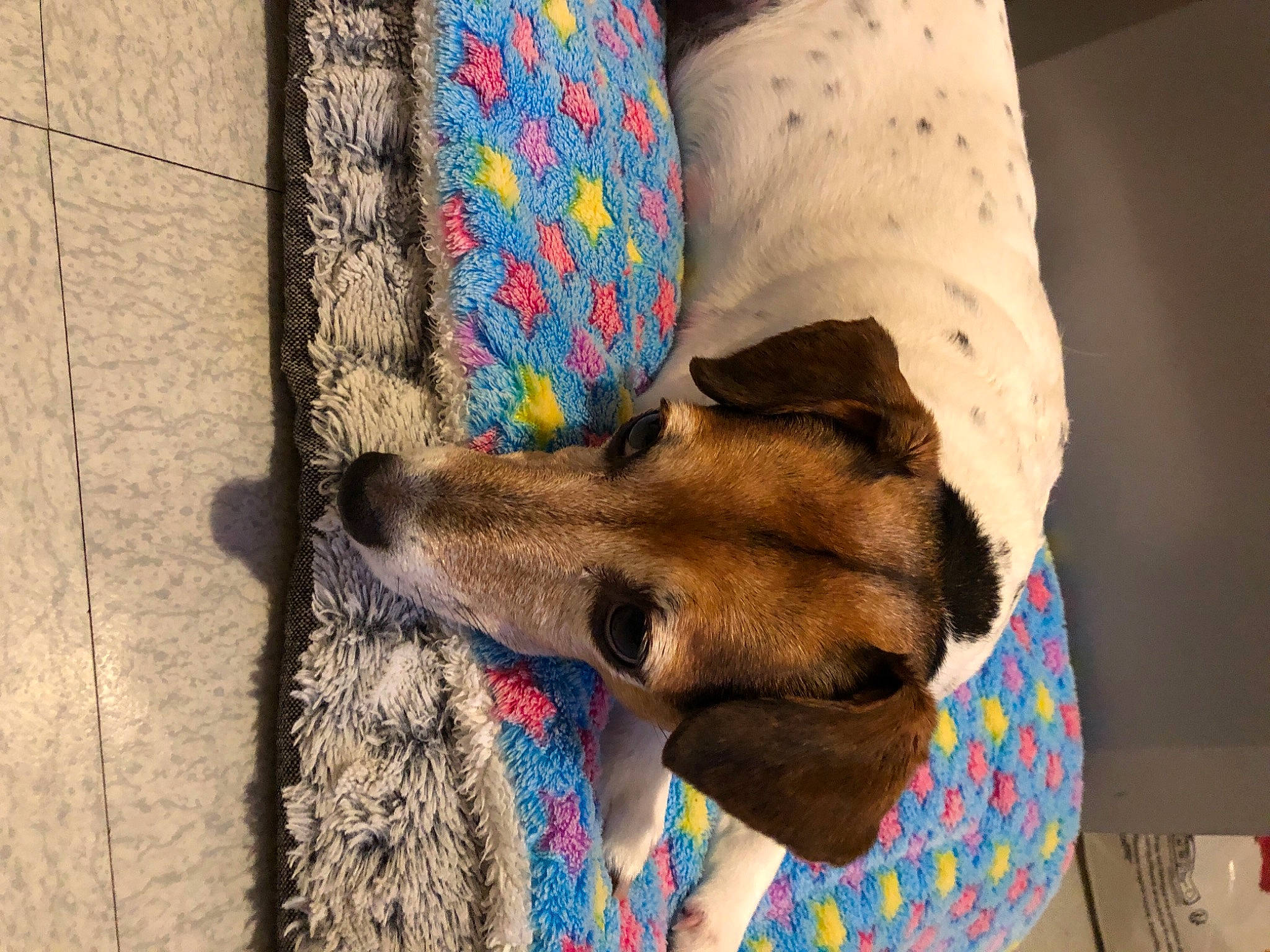 Nessy participe au concours pour gagner de l'argent avec cette photo : carnivore, collar, companion_dog, dog, dog_breed, dog_clothes, dog_collar, dog_supply, electric_blue, fashion_accessory, fawn, fur, human_leg, leash, pet_supply, sporting_group, street_fashion, textile, whiskers, working_animal