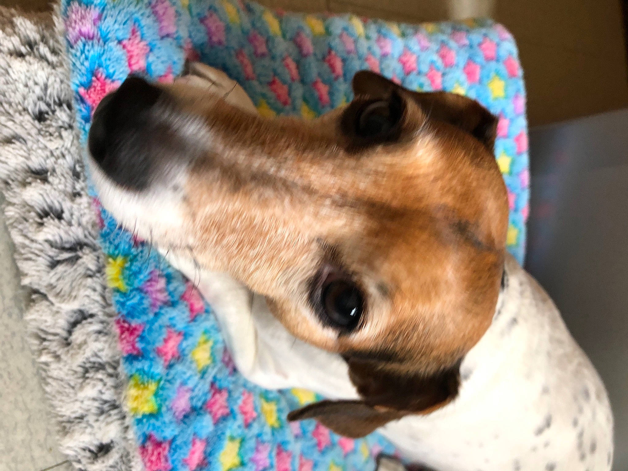 Nessy participe au concours pour gagner de l'argent avec cette photo : canidae, carnivore, collar, companion_dog, dog, dog_breed, dog_collar, dog_supply, ear, fawn, fur, laptop, magyar_agar, paw, pet_supply, sighthound, snout, sporting_group, whiskers, working_animal