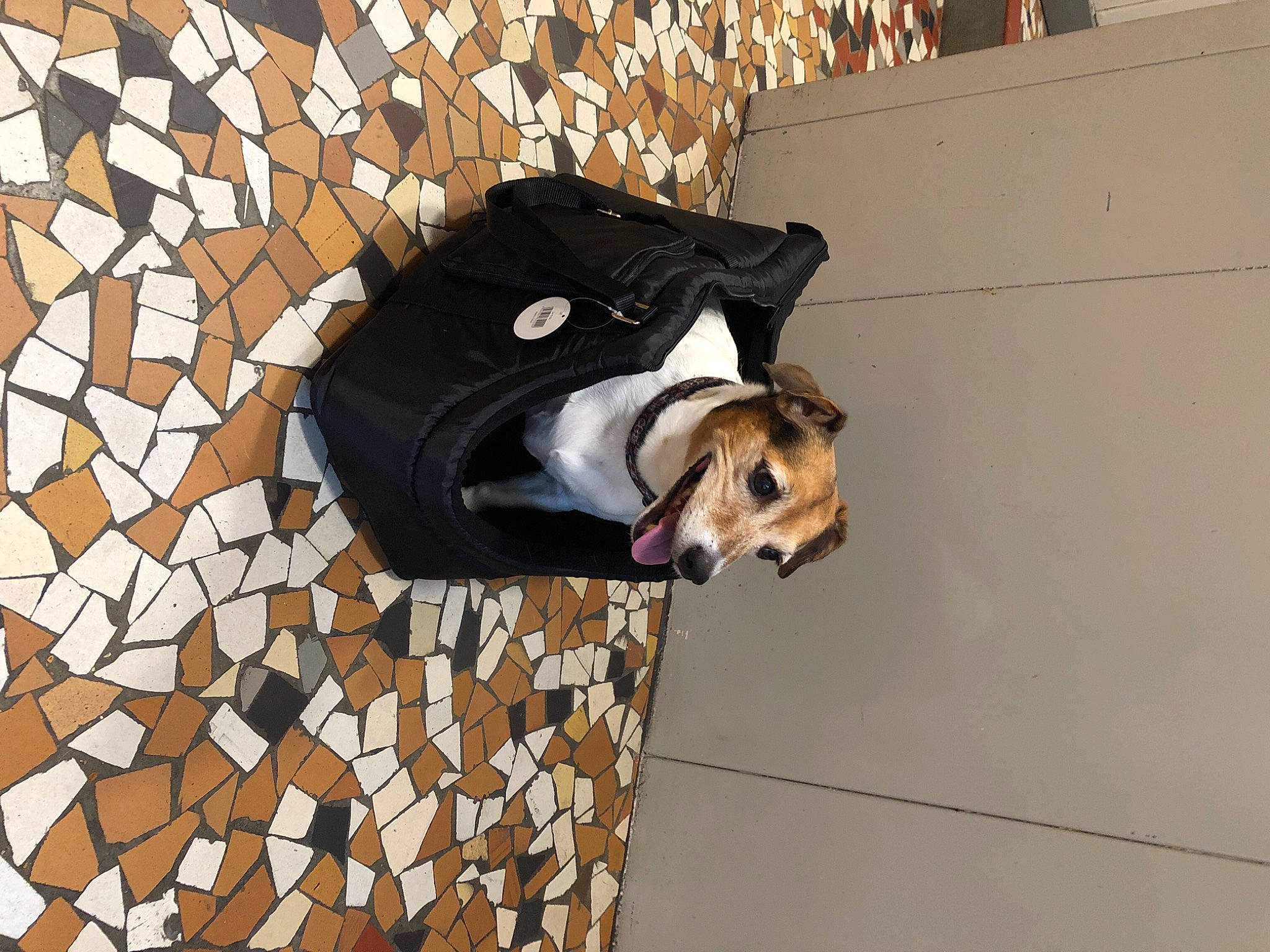 Nessy a rejoint le concours — aidez-le/la à gagner de superbes lots ! bag, brick, brickwork, carnivore, collar, companion_dog, dog, dog_breed, dog_clothes, dog_collar, dog_supply, eyewear, fashion_accessory, flooring, leash, pattern, pet_supply, street_fashion, tail, working_dog