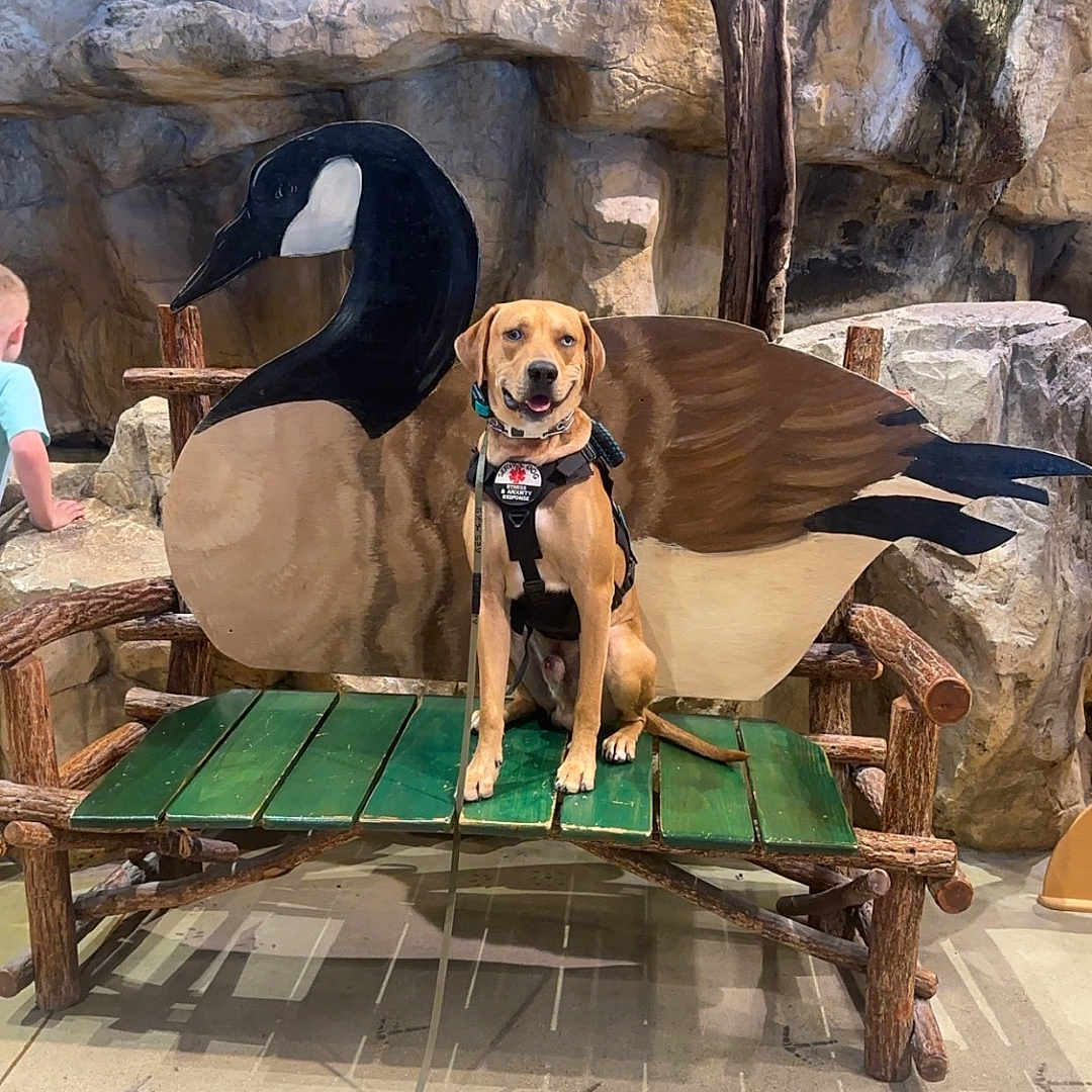 Pumpkin is registered to the contest to win money with this photo: animal, architecture, building, canine, dog, face, furniture, head, hound, outdoors, person, pet, photography, plywood, portrait, rock, shelter, slate, table, wood