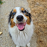 Wylo a rejoint le concours — aidez-le/la à gagner de superbes lots ! animal, australian_shepherd, blue_eyes, canine, closeup, dog, friendly, fur, grass, happy, mammal, nature, nose, outdoor, pathway, pet, portrait, sitting, smiling, tongue