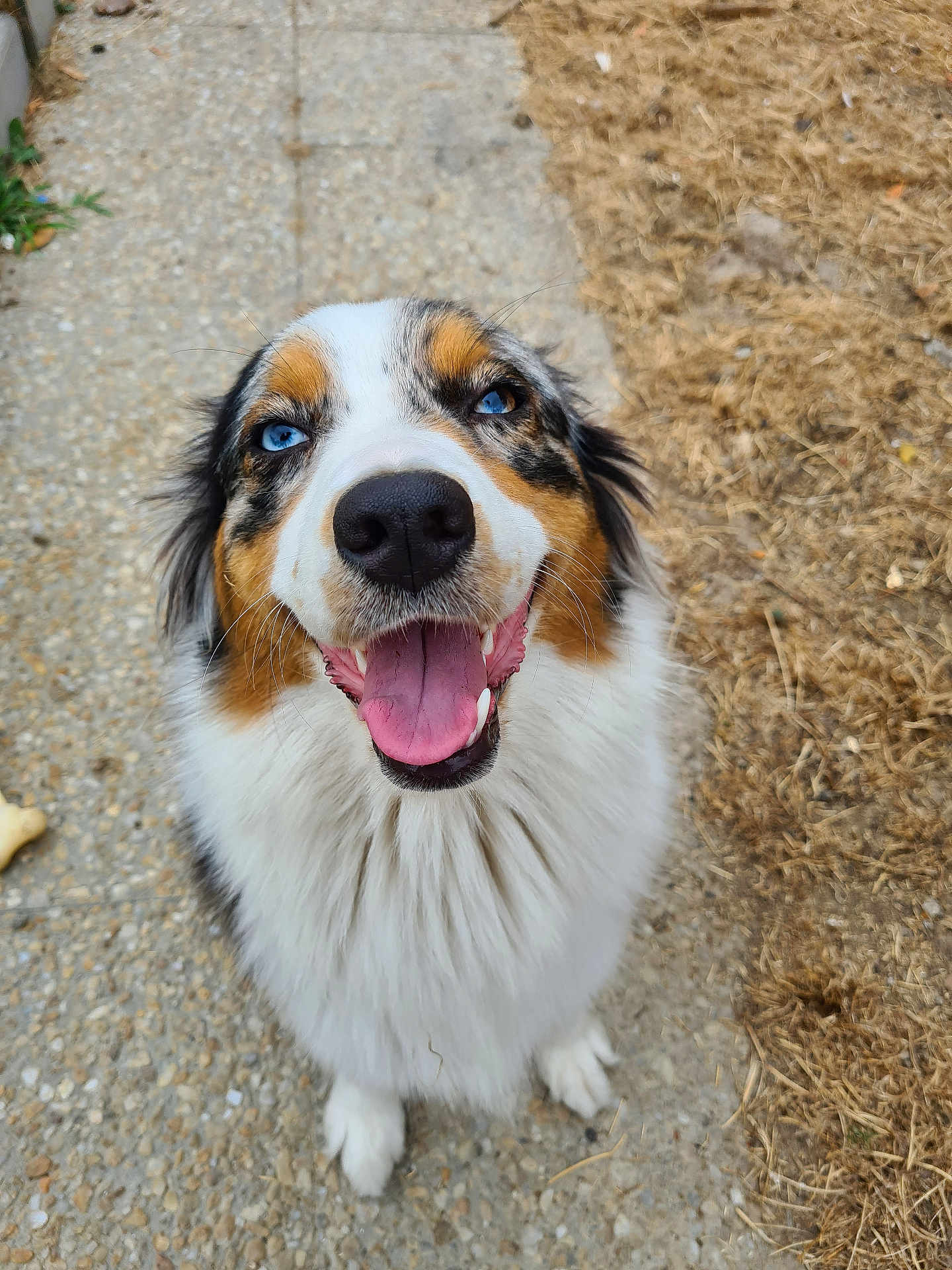 Wylo a rejoint le concours — aidez-le/la à gagner de superbes lots ! animal, australian_shepherd, blue_eyes, canine, closeup, dog, friendly, fur, grass, happy, mammal, nature, nose, outdoor, pathway, pet, portrait, sitting, smiling, tongue
